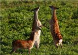 Island Wildlife